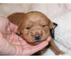 Adorable labradoodle puppies litter - 11