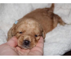 Adorable labradoodle puppies litter - 12