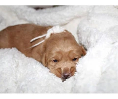 Adorable labradoodle puppies litter - 13