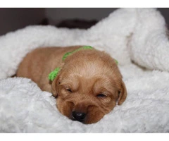 Adorable labradoodle puppies litter - 14