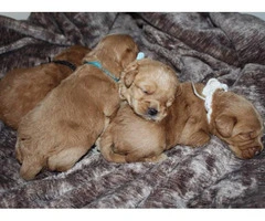 Adorable labradoodle puppies litter - 15