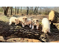 Five full-blooded Husky puppies for sale - 2
