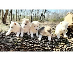 Five full-blooded Husky puppies for sale - 3