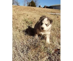 Five full-blooded Husky puppies for sale - 4