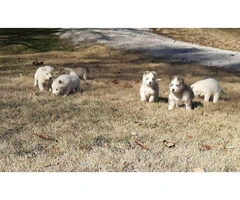 Five full-blooded Husky puppies for sale - 5