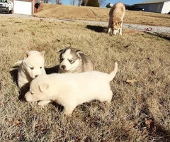 Five full-blooded Husky puppies for sale - 6