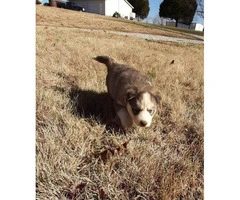 Five full-blooded Husky puppies for sale - 9