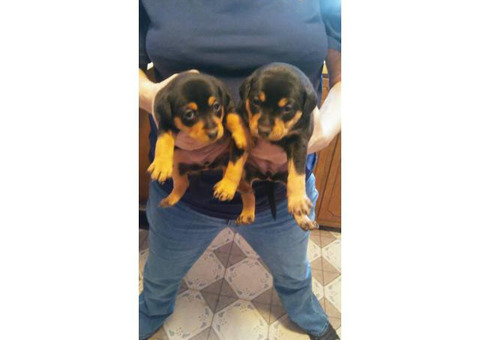 Purebred Minpin puppies for sale