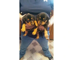 Purebred Minpin puppies for sale