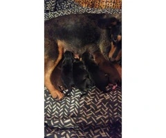 Purebred Minpin puppies for sale - 2