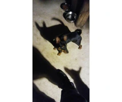 Purebred Minpin puppies for sale - 3