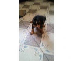 Purebred Minpin puppies for sale - 4