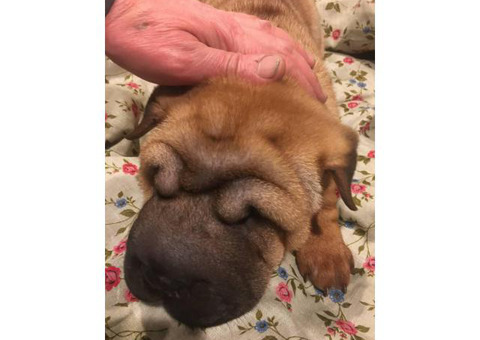 12 weeks old boy Sharpei puppy ready for new home
