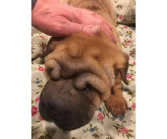 12 weeks old boy Sharpei puppy ready for new home