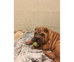 12 weeks old boy Sharpei puppy ready for new home