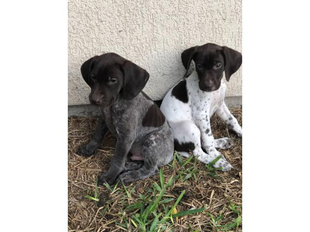 1 Male 1 Female German Shorthaired Pointer Puppies In Mcallen Texas Puppies For Sale Near Me