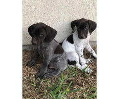 1 Male 1 Female German Shorthaired Pointer Puppies