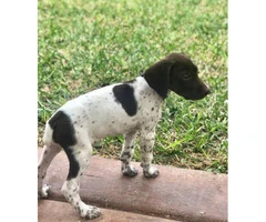 1 Male 1 Female German Shorthaired Pointer Puppies - 2