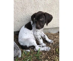 1 Male 1 Female German Shorthaired Pointer Puppies - 3