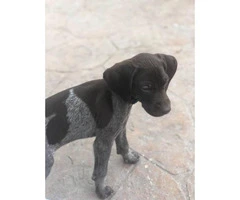 1 Male 1 Female German Shorthaired Pointer Puppies - 4