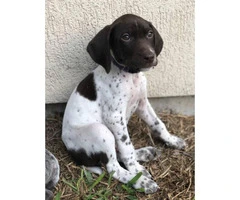 1 Male 1 Female German Shorthaired Pointer Puppies - 5