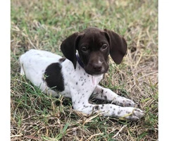 1 Male 1 Female German Shorthaired Pointer Puppies - 6