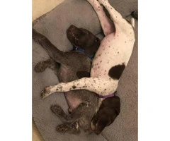 1 Male 1 Female German Shorthaired Pointer Puppies - 7