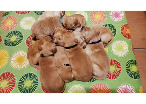 AKC golden Retriver puppies for Adoption