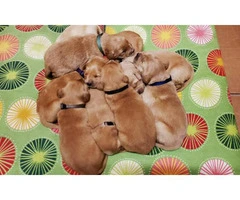 AKC golden Retriver puppies for Adoption