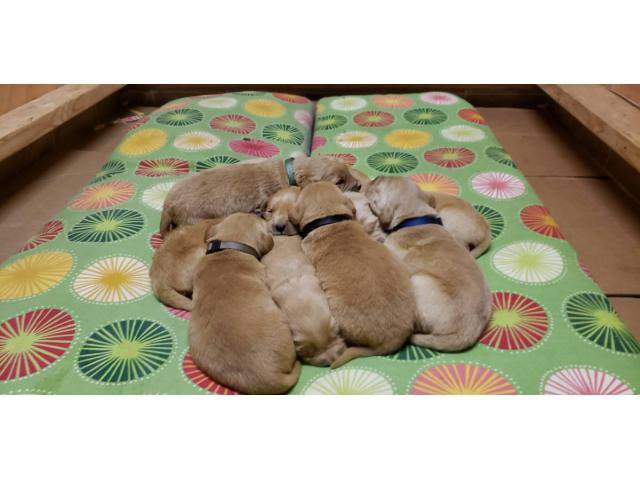 AKC golden Retriver puppies for Adoption in West ...