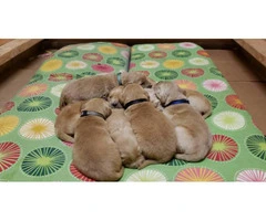 AKC golden Retriver puppies for Adoption - 2