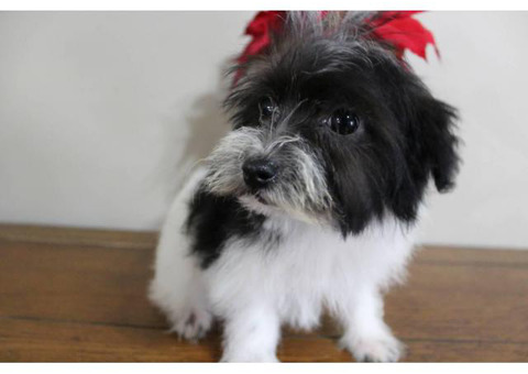 Maltese Yorkie Puppy Looking for home