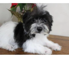 Maltese Yorkie Puppy Looking for home - 2