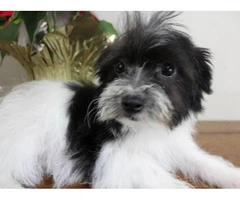 Maltese Yorkie Puppy Looking for home - 3
