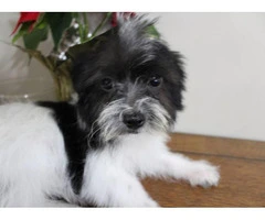 Maltese Yorkie Puppy Looking for home - 4