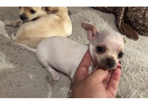 2 beautiful little chihuahua babies