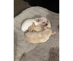 2 beautiful little chihuahua babies - 2