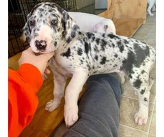 3 Great Dane puppies available to be rehomed