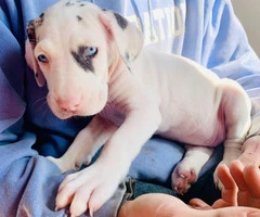 3 Great Dane puppies available to be rehomed - 5