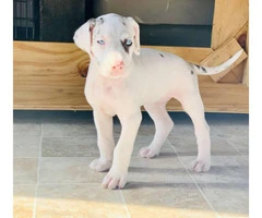 3 Great Dane puppies available to be rehomed - 7