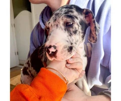 3 Great Dane puppies available to be rehomed - 9