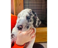 3 Great Dane puppies available to be rehomed - 10