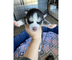 One Gorgeous Girl Husky Puppy Available In Denver Colorado Puppies For Sale Near Me