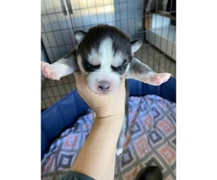 One gorgeous girl Husky puppy available