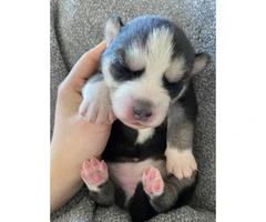 One gorgeous girl Husky puppy available - 2