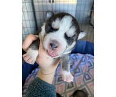 One gorgeous girl Husky puppy available - 4