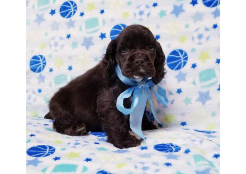 Lovely Cocker Spaniel puppies for sale