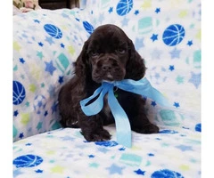 Lovely Cocker Spaniel puppies for sale - 2
