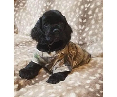 Lovely Cocker Spaniel puppies for sale - 6