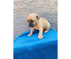 Boxer Puppy's for adoption in Phoenix, Arizona - Puppies ...